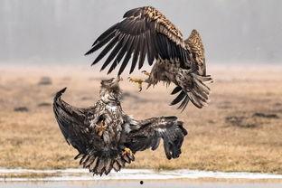 老鹰吃瓜图,揭示生态平衡中的自然法则